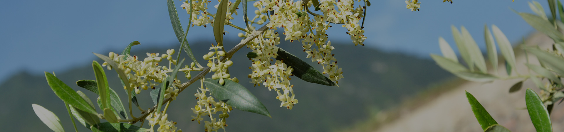 種植優(yōu)勢內頁(yè)大圖